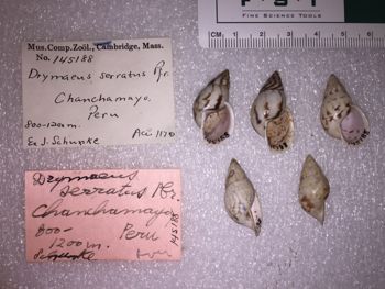 Media type: image; Malacology 145188 Description: 145188_Drymaeus_serratus image;
